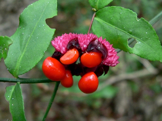 {Euonymus americanus}
